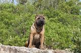 SHAR-PEI 039